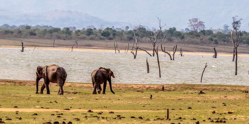 Udawalawa National Park: Private Safari - Other wildlife you should expect beyond elephants