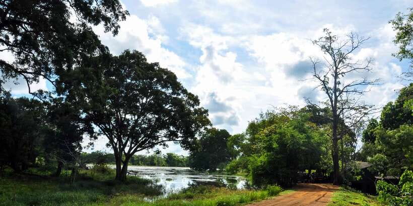 Udawalawa National Park: Private Safari - Bird-watching payoff: fowl, pigeons, and raptors
