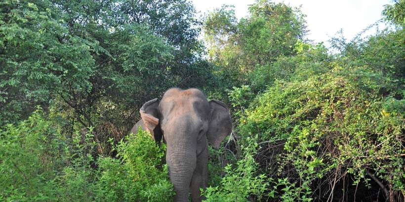 Udawalawa National Park: Private Safari - Price and value: is $25 a fair deal for 3 hours?
