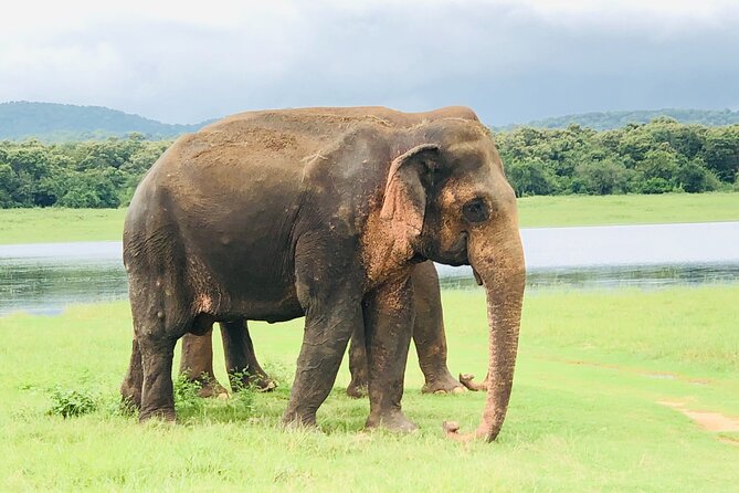Udawalawa National Park Safari Day Tour - Best-Fit Travelers: Who Should Book This Udawalawe Day Safari