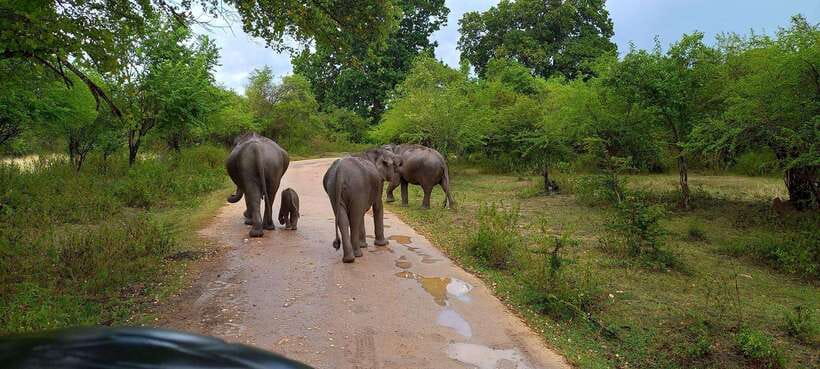 Udawalawa National Park Safari & Elephant Transit Home Tour - Wildlife in Udawalawe: what you’re aiming to see (and what makes it realistic)