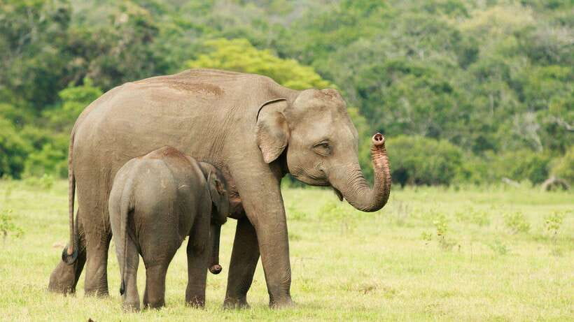 Udawalawa National Park Safari & Elephant Transit Home Tour - The guide experience: how binoculars and explanations change everything