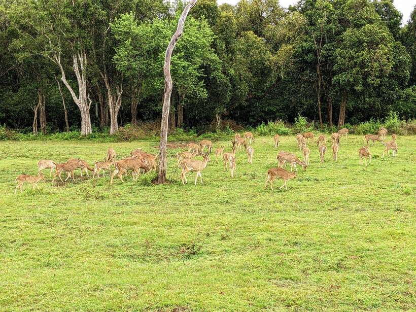 Udawalawa National Park Safari & Elephant Transit Home Tour - Price and value: is $15 really the deal?