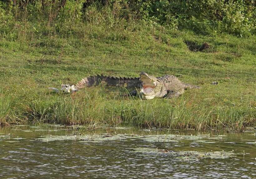 Udawalawa National Park Safari & Elephant Transit Home Tour - A realistic view of expectations: the best mindset for Udawalawe
