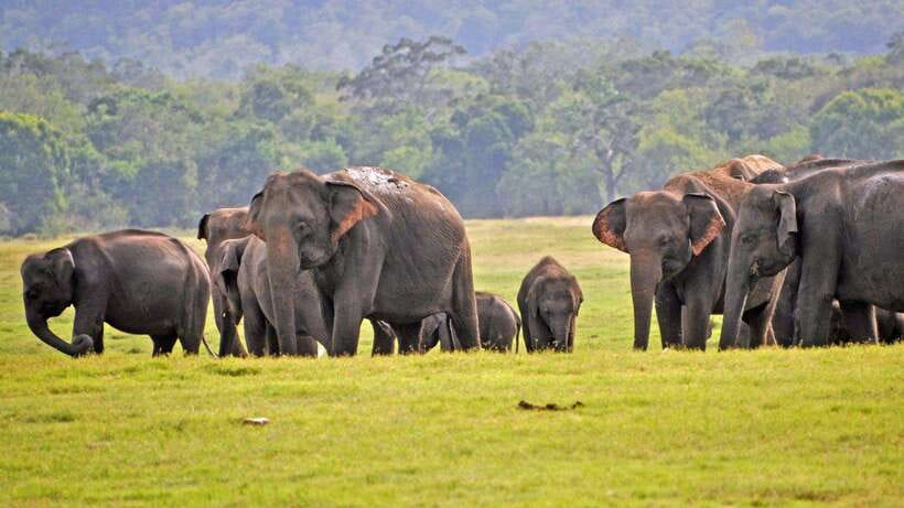 Udawalawa National Park Safari & Elephant Transit Home Tour - The jeep ride in a 4x4: comfort, group size, and spotting chances