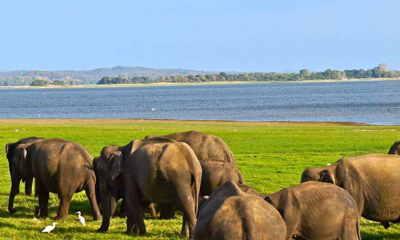 Udawalawa National Park Safari Tour with Experienced Guides - Logistics you’ll want to plan for
