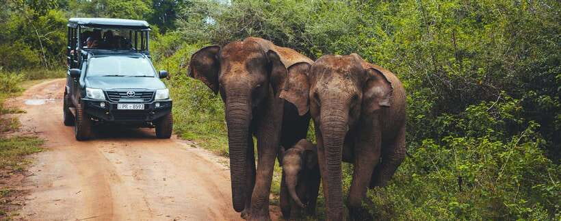 Udawalawa National Park Safari Tour with Experienced Guides - Who this safari fits best (and who should skip)