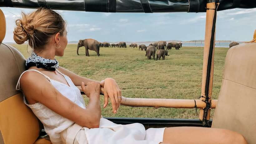 Udawalawa National Park Safari Tour with Experienced Guides - Elephant viewing: the real reason people come to Udawalawe