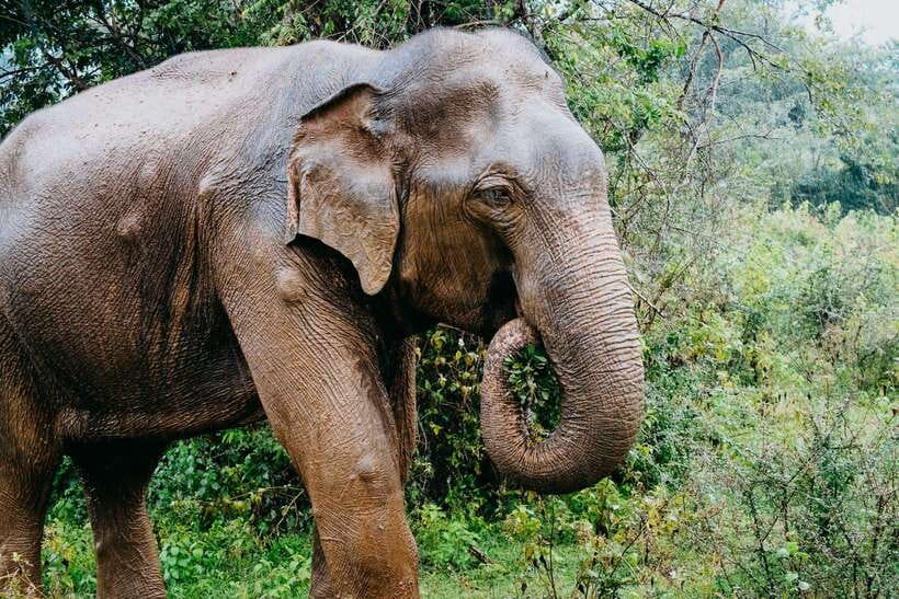 Udawalawe National Park: 4-Hour Safari Tour - What to bring and how to stay comfortable
