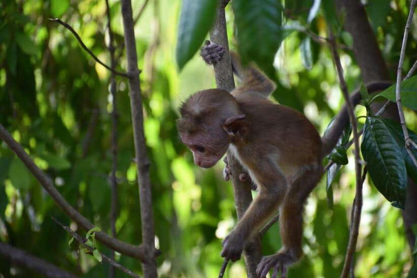 Udawalawe National Park: 4-Hour Safari Tour - Udawalawe National Park is built for short safaris