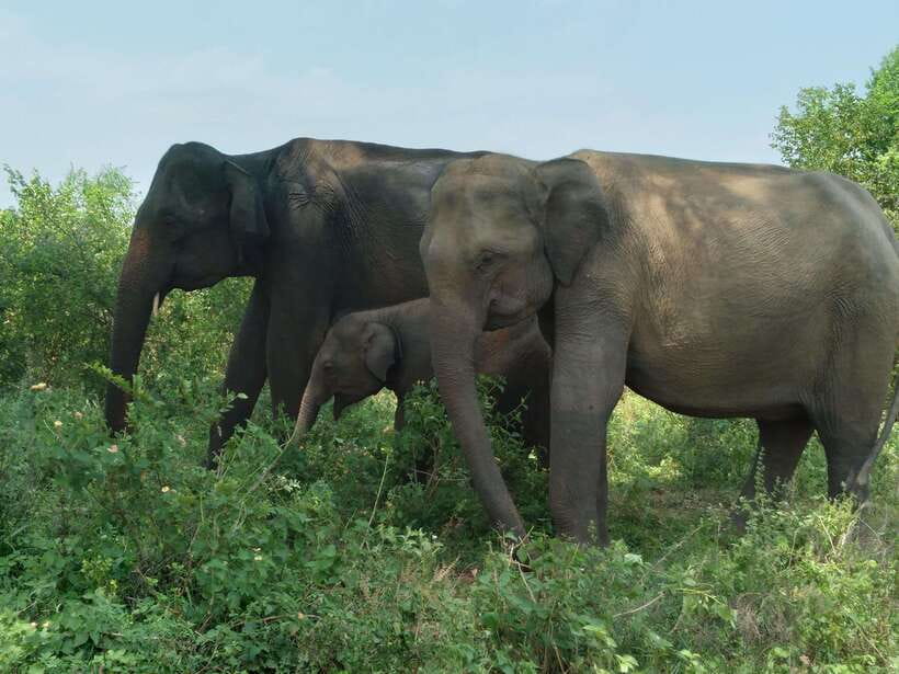 Udawalawe National Park: 4-Hour Safari Tour - The heart of the tour: what animals you’re really looking for