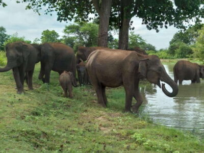 Udawalawe National Park: 4-Hour Safari Tour - Hotel pickup and a private 4x4 jeep: where the time goes