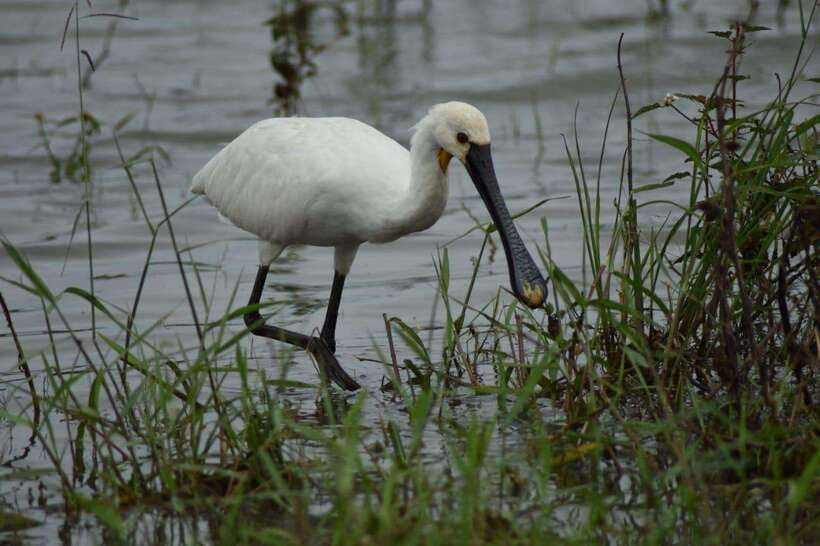 Udawalawe National Park: 4-Hour Safari Tour - How your guide uses the park’s habitats: grasslands, forests, and wetlands