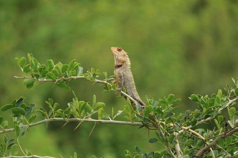 Udawalawe National Park: 4-Hour Safari Tour - Elephants: the sightings that make the safari click