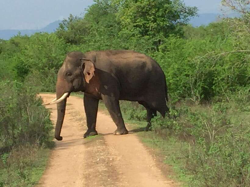 Udawalawe National Park: 4-Hour Safari Tour - Bird species: more than just a soundtrack