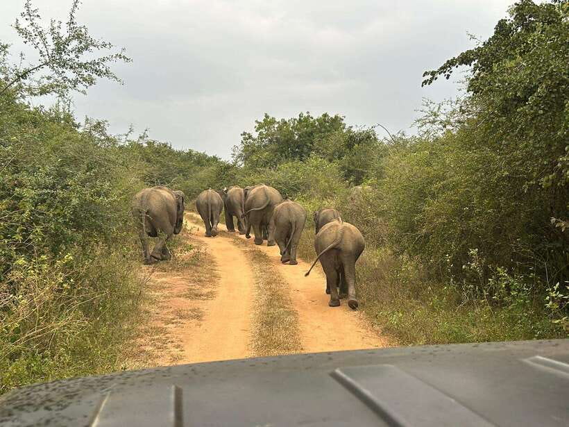 Udawalawe National Park: 4-Hour Safari Tour - When the 4-hour format works best (and when it doesn’t)