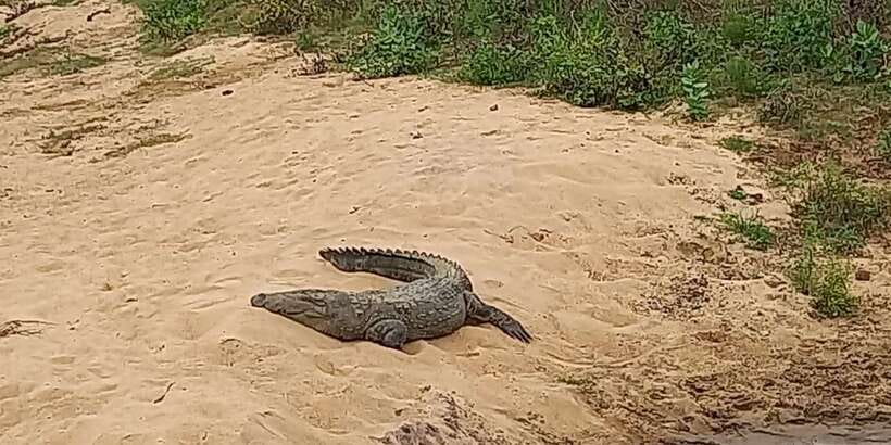 Udawalawe National Park - 7 Hours Private Safari tour - Udawalawe National Park in one sentence