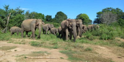 Udawalawe National Park - 7 Hours Private Safari tour - The private 7-hour safari: what you’re buying with your time