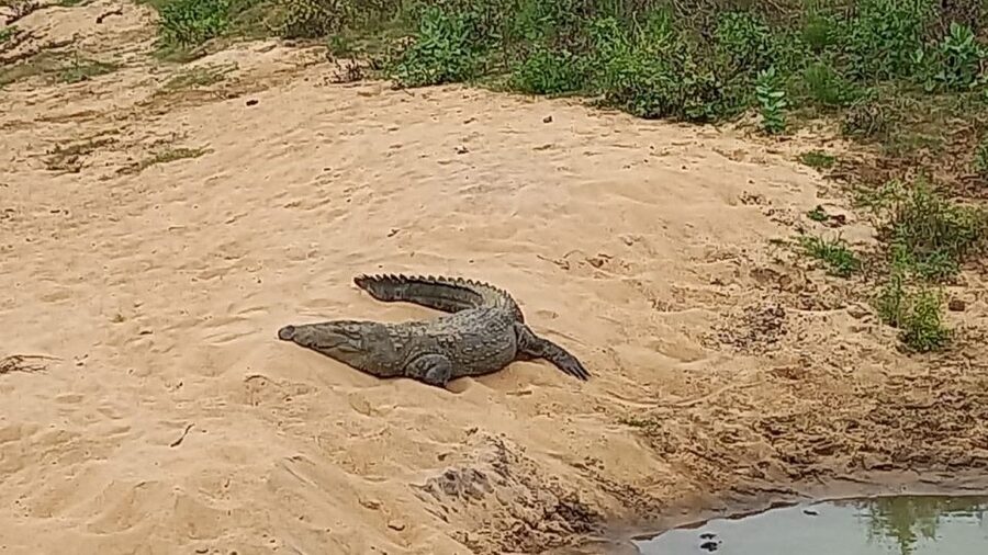 Udawalawe National Park - 7 Hours Private Safari tour - The “7 hours” advantage: pacing, not just duration