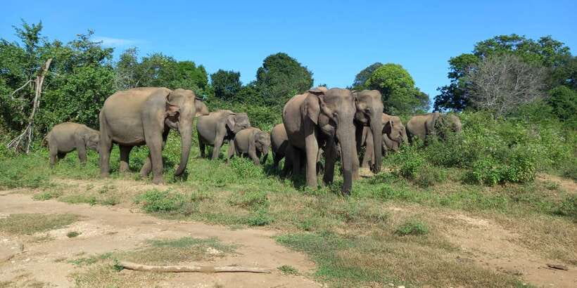 Udawalawe National Park - 7 Hours Private Safari tour - The private 7-hour safari: what you’re buying with your time