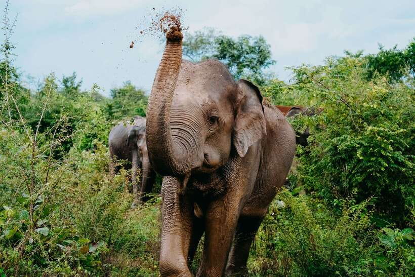 Udawalawe National Park: Elephant Safari with Expert Guide - Key highlights you’ll care about