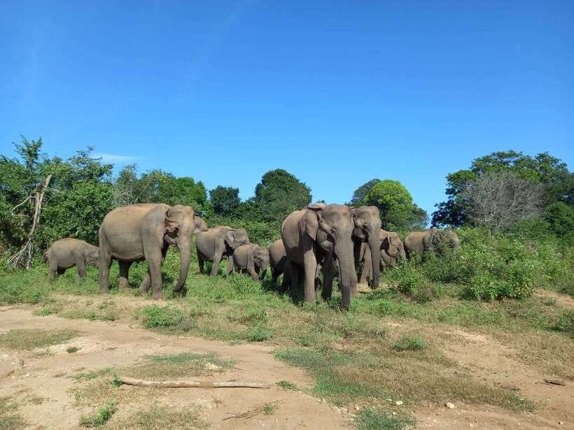 Udawalawe National Park: Elephant Safari with Expert Guide - How the jeep experience works: 4x4 routes, respectful stops, and smarter waiting