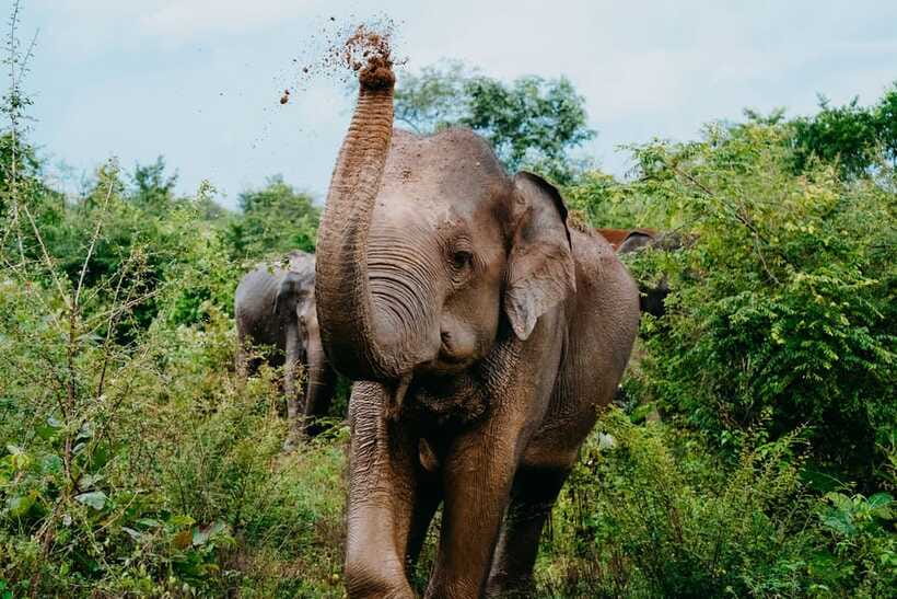 Udawalawe National Park: Elephant Safari with Expert Guide - Elephant sightings: how to get the best views without crowding