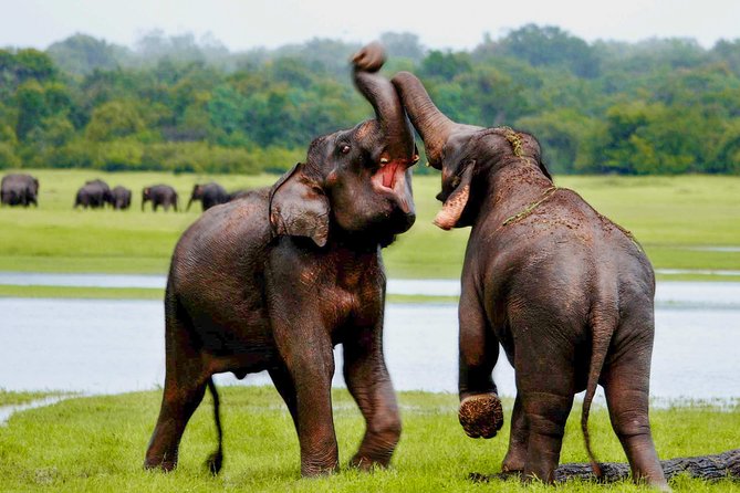 Udawalawe National Park Entrance Ticket with Private Safari - Your 3-hour safari window: what you’ll be looking for in Udawalawe
