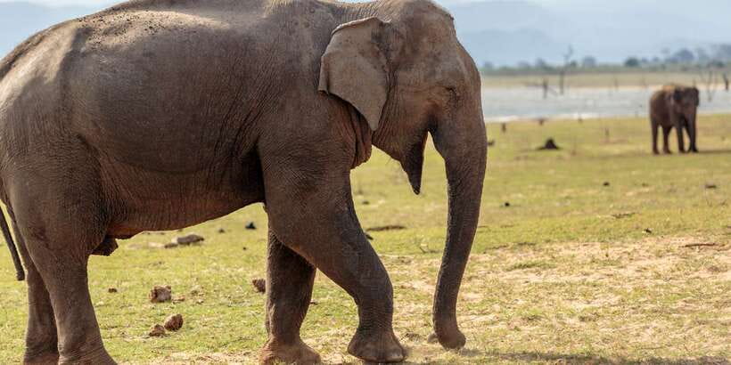 Udawalawe National Park Private Full-Day Safari - Key things I’d bet on in Udawalawe