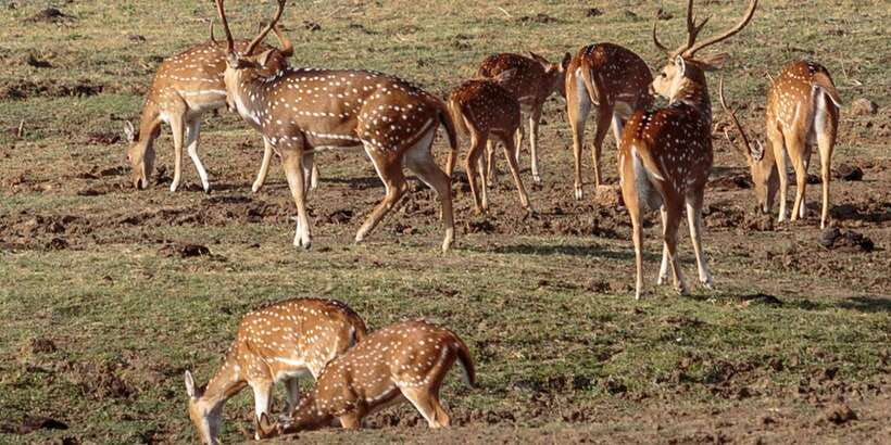 Udawalawe National Park Private Full-Day Safari - Udawalawe Private Full-Day Safari: the real draw