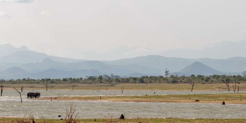 Udawalawe National Park Private Full-Day Safari - How the day runs (and why the timing matters)