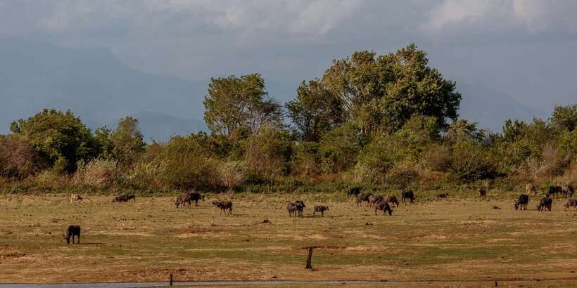 Udawalawe National Park Private Full-Day Safari - The wildlife viewing loop: marshes, forests, grasslands