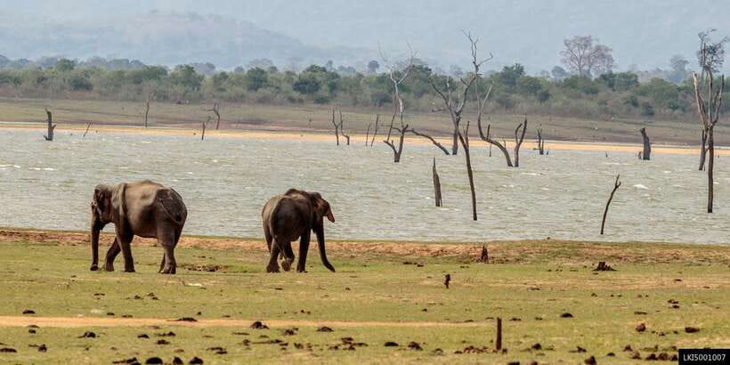 Udawalawe National Park Private Full-Day Safari - What’s included vs. what you should plan for