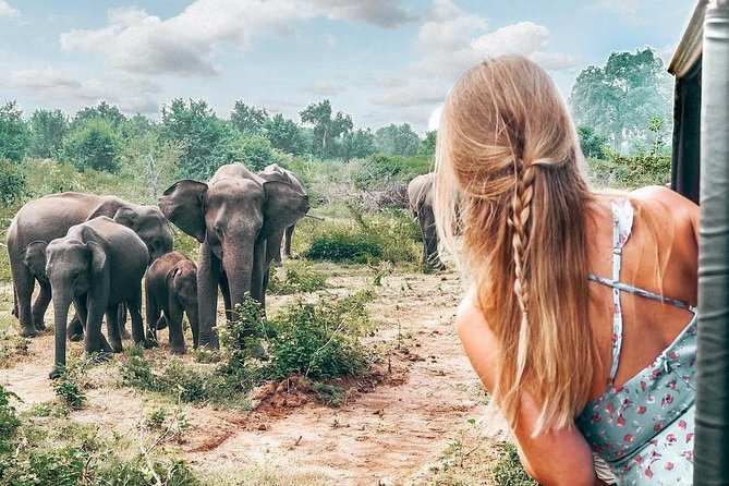 Udawalawe National Park Private Safari - Price and Value: What You’re Paying For (and One Common Surprise)