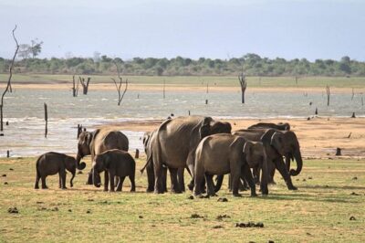 Udawalawe National Park Private Safari - What You Can Expect to See (Beyond the Elephant Banner)