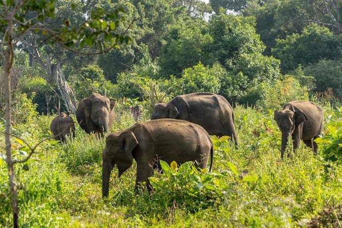 Udawalawe National Park Private Safari - What to Bring for a Better Safari Day