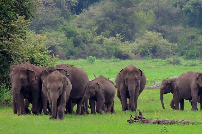 Udawalawe National Park Safari - Key highlights you’ll feel right away