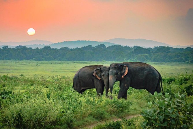 Udawalawe National Park Safari - The open safari jeep ride: comfort, visibility, and safety rules