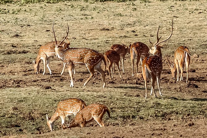 Udawalawe National Park Safari - Morning vs evening: when sightings feel easier