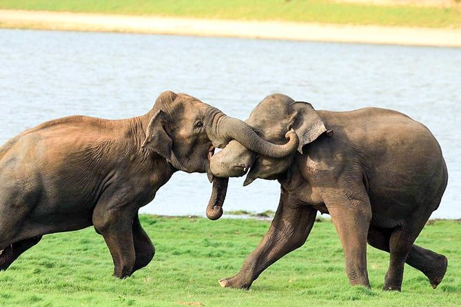 Udawalawe National Park Safari - What’s included, what’s not, and how to budget smart