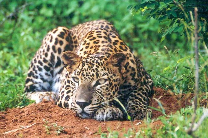 Udawalawe National Park Safari - How to get better sightings without breaking the rules