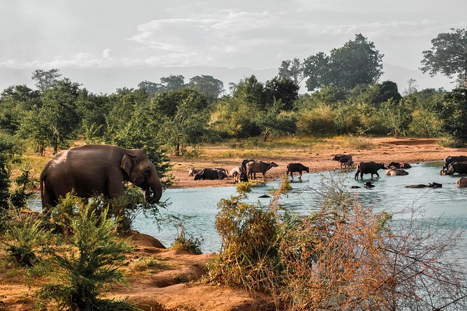 Udawalawe National Park Safari - Who should book this Udawalawe safari (and who might not love it)