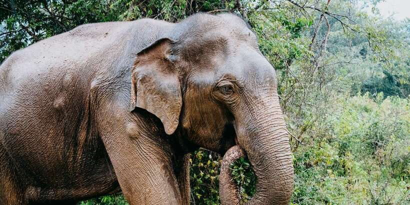 Udawalawe National Park Safari and Elephant Transit Home - Who this Udawalawe private safari suits best