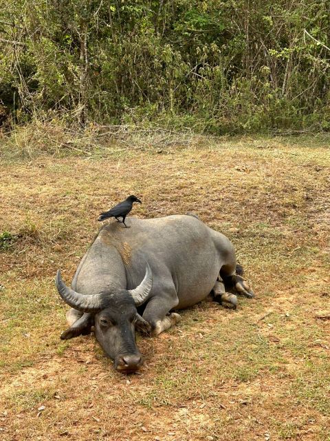 Udawalawe National Park Safari and Elephant Transit Home - Should you book this Udawalawe National Park and transit home tour?