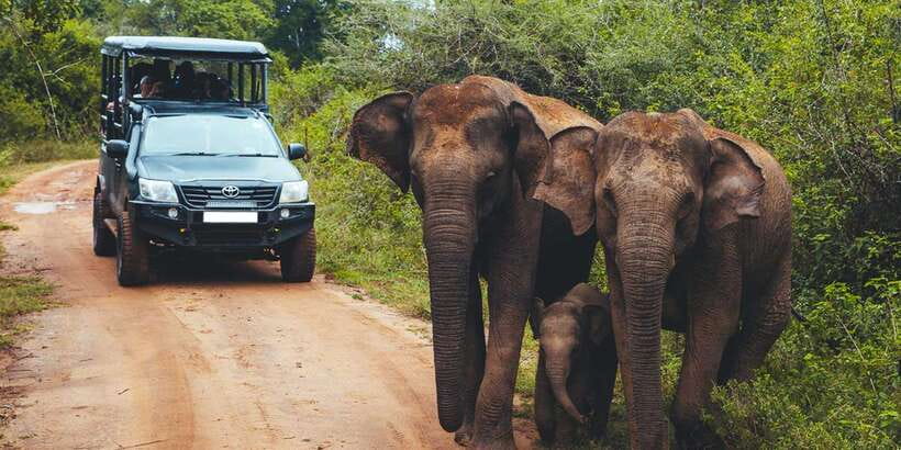 Udawalawe: National Park Safari & Elephant Transit Home Tour - Who This Tour Suits (and Who Might Want Something Different)