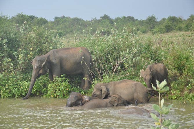 Udawalawe National Park Safari from Bentota - The 4x4 safari: what you’re really paying for