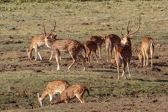 Udawalawe National Park Safari from Bentota - Timing and expectations: how to plan your day without getting grumpy