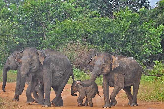 Udawalawe National Park Safari from Bentota - Practical tips that make this day trip smoother