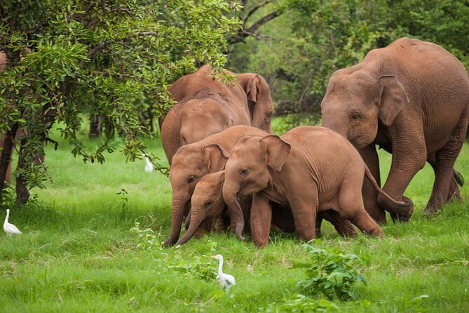 Udawalawe National Park Safari | From Ella - Key things I’d zero in on before booking