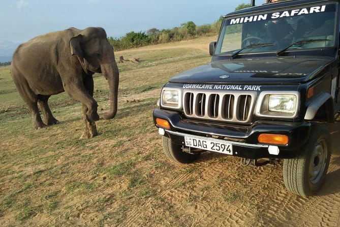 Udawalawe National Park Safari | From Ella - Why an Udawalawe Jeep Safari from Ella is such good value